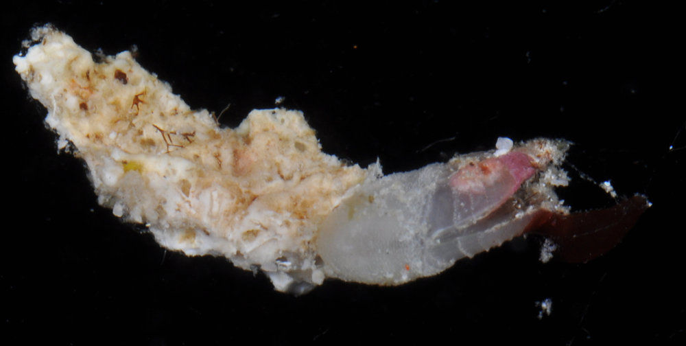 Представитель Семейства Lithotryidae